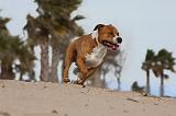 AMSTAFF ADULT 207